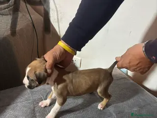 Pitbull cani amstaff - Annuncio 2