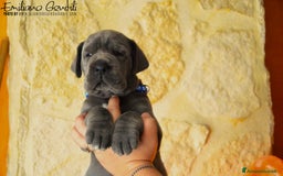 Alano cani in vendita: Cuccioli alani blu - Immagine 3