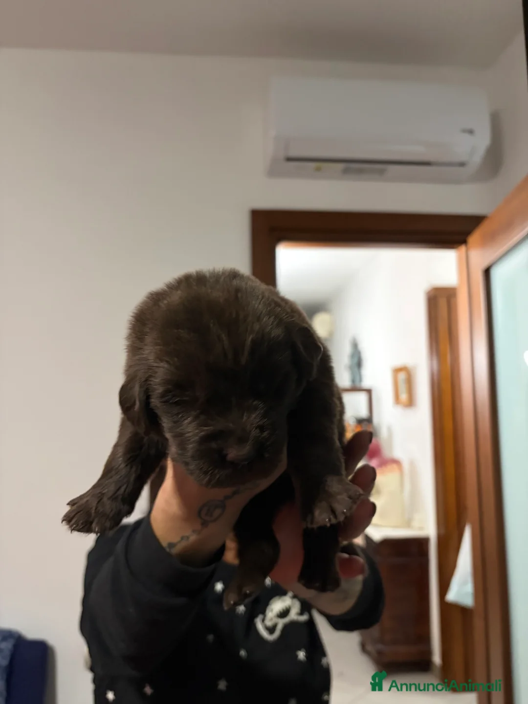 Terranova cani in vendita: Vendo - Annuncio 2