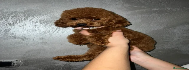 Milu 3.5kg
