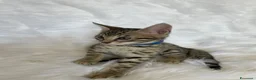 Savannah gatti in vendita: Cuccioli Savannah F6 a Città metropolitana di Catania - Annuncio 3