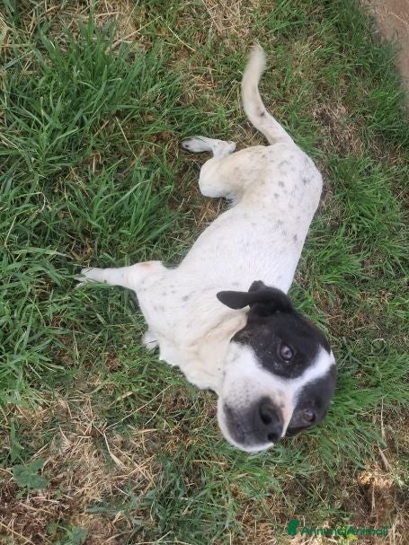 Meticcio cani MACCHIA dolce cagnolina - 9kg - Annuncio 35