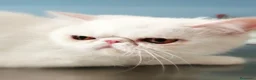 Exotic Shorthair gatti in vendita: Exotic shorthair gattina con pedigree  - Annuncio 2