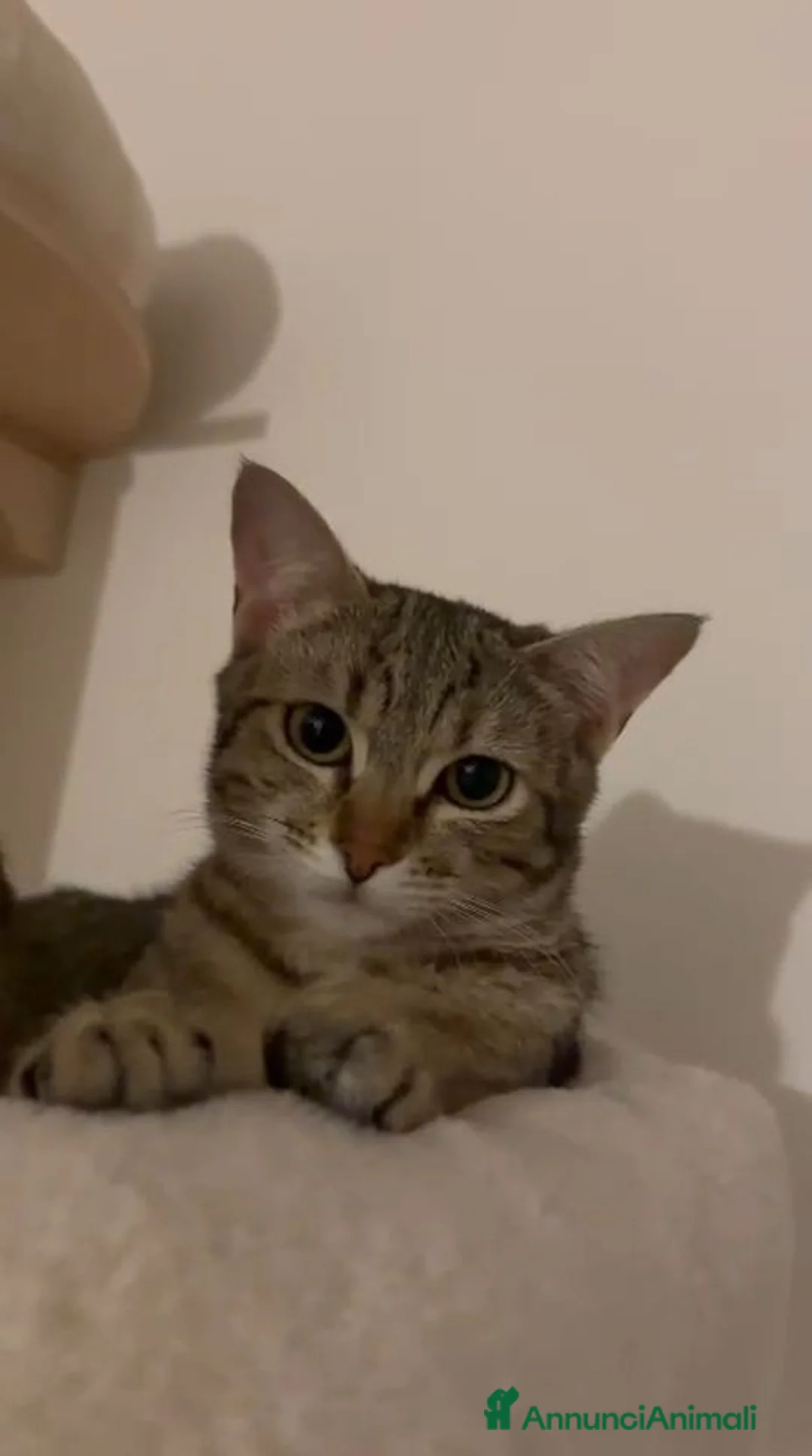 Europeo gatti in regalo: GATTINE BUTTATE VIA DALLA LORO FAMIGLIA  a Provincia di Pistoia - Annuncio 5