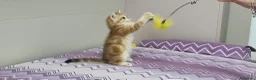 Scottish gatti in vendita: Cuccioli razza scottish straight e fold - Annuncio 11