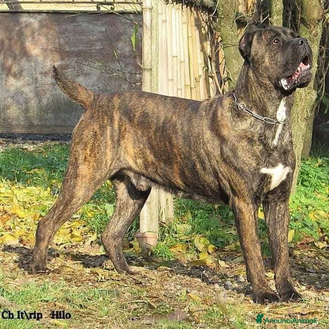 Cane Corso cani in vendita: cuccioli di cane corso  - Annuncio 11