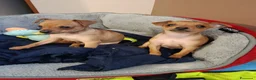 Pinscher Miniatura cani in vendita: Cuccioli pinscher  - Annuncio 5