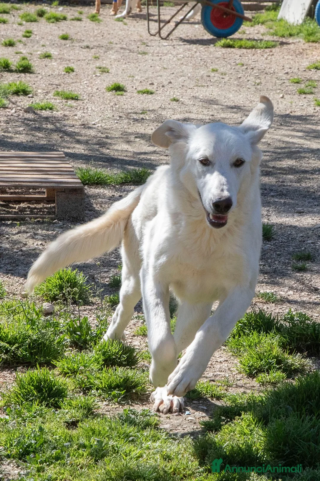 Meticcio cani in regalo: TENERISSIMA NUVOLA BIANCA a Provincia di Piacenza - Annuncio 9