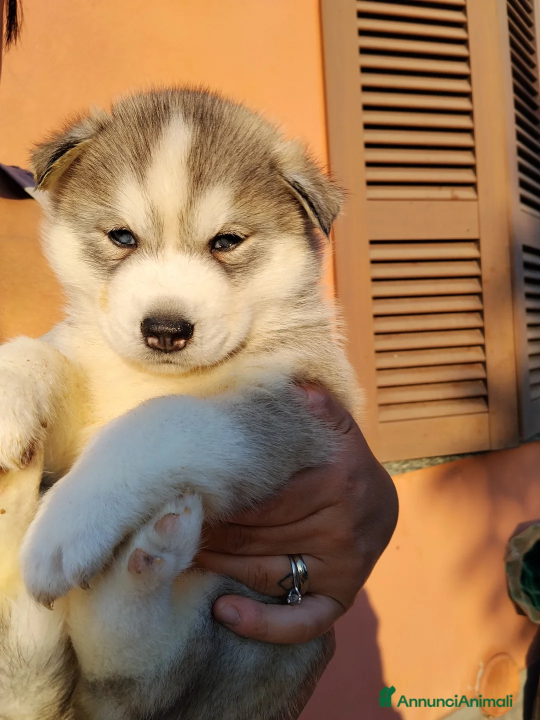 Husky cani in vendita: Cucciolo Siberian Husky  - Annuncio 2