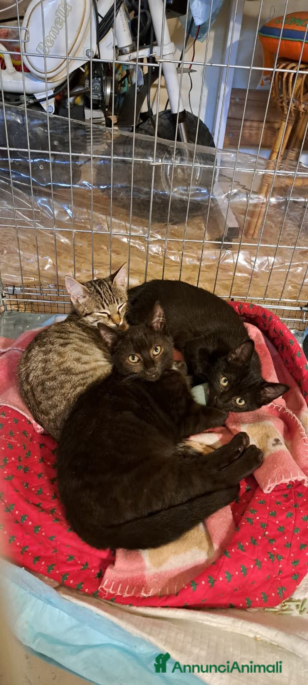 Europeo gatti in regalo: Trilli, Peter e Pan 💞💞💞 - Annuncio 3