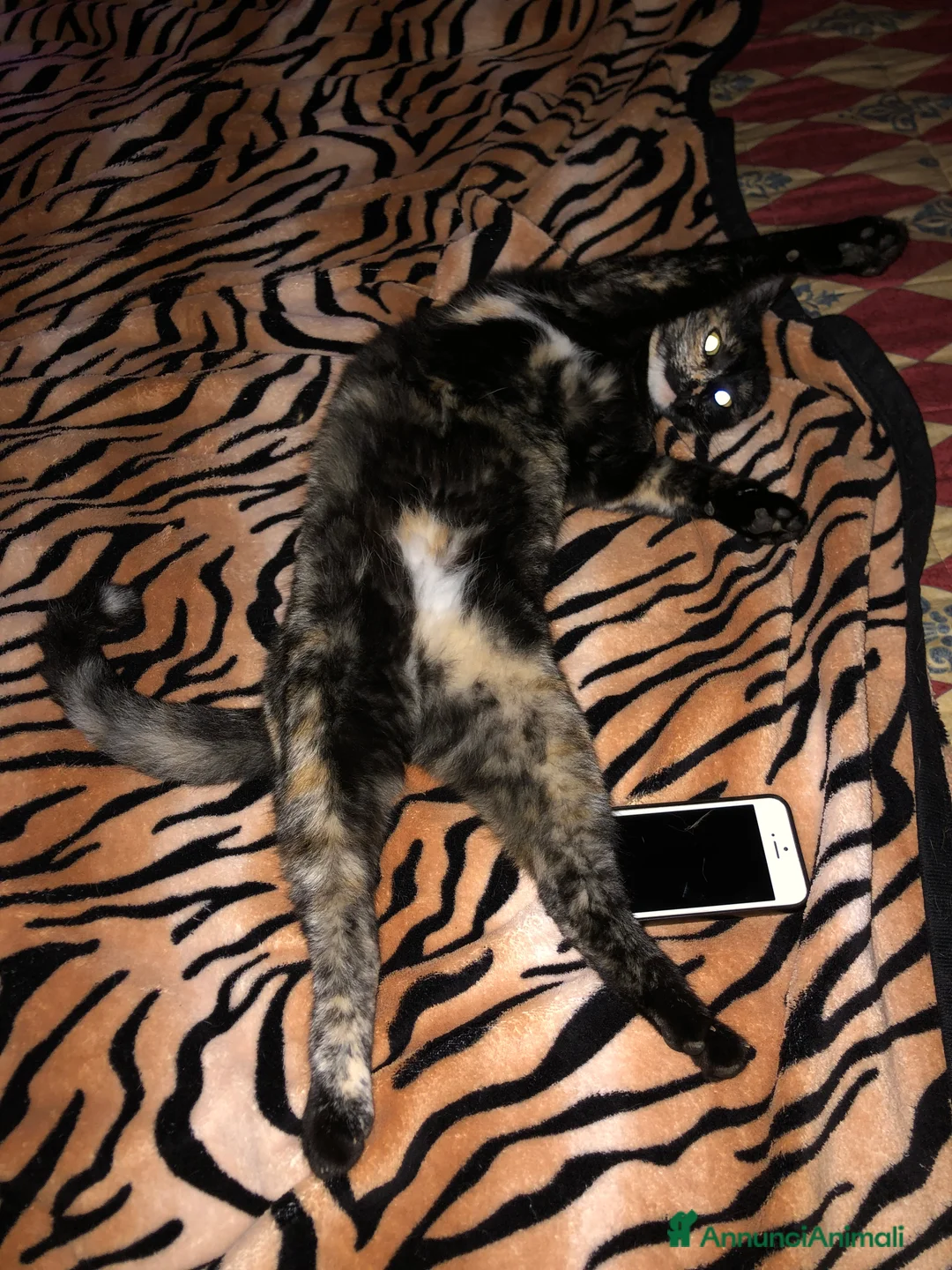 Europeo gatti in regalo: Gatta sterilizzata  - Annuncio 3