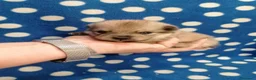 Volpino Pomerania cani in vendita: Volpino nano cuccioli - Annuncio 8