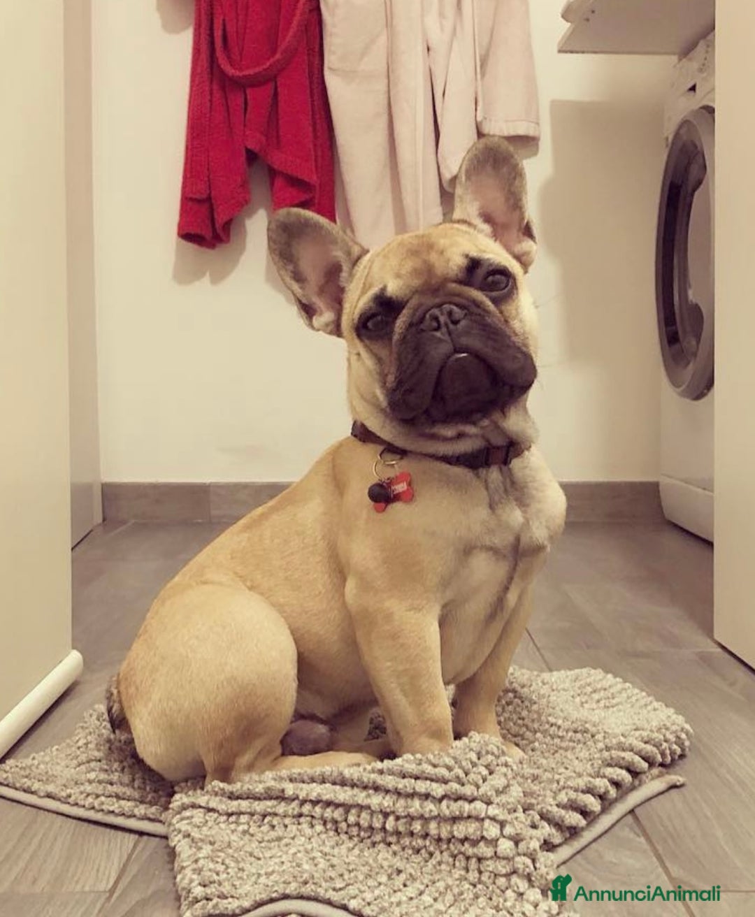 Bulldog Francese cani per accoppiamento: Othmar cerca fidanzata - RHO (Mi) - Annuncio 1