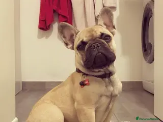 Bulldog Francese cani Othmar cerca fidanzata - RHO (Mi) - Annuncio 15