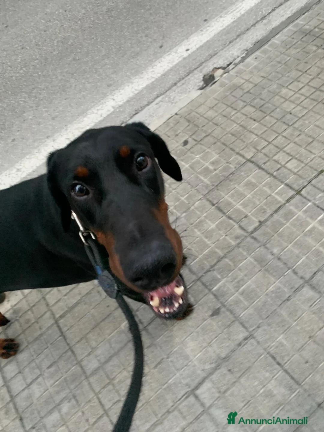 Dobermann cani in regalo: Regalo Dobermann  a Provincia di Pistoia - Annuncio 2