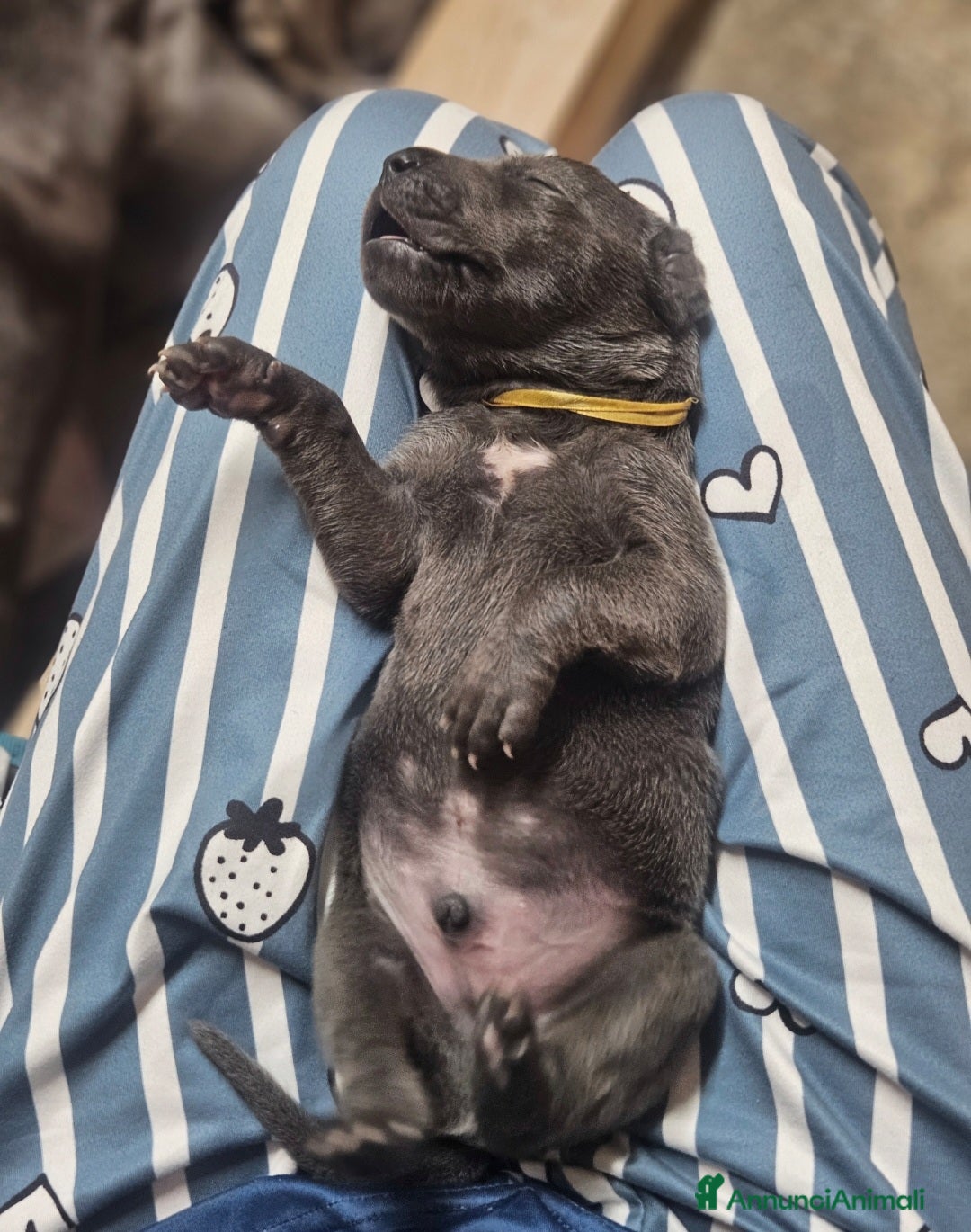 Alano cani in vendita: Cuccioli di alano blu da Allevamento Riconosciuto  - Annuncio 3