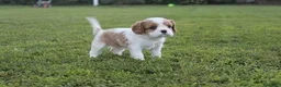 Cavalier King cani in vendita: Ultimi due cuccioli di Cavalier King con Pedigree - Annuncio 4