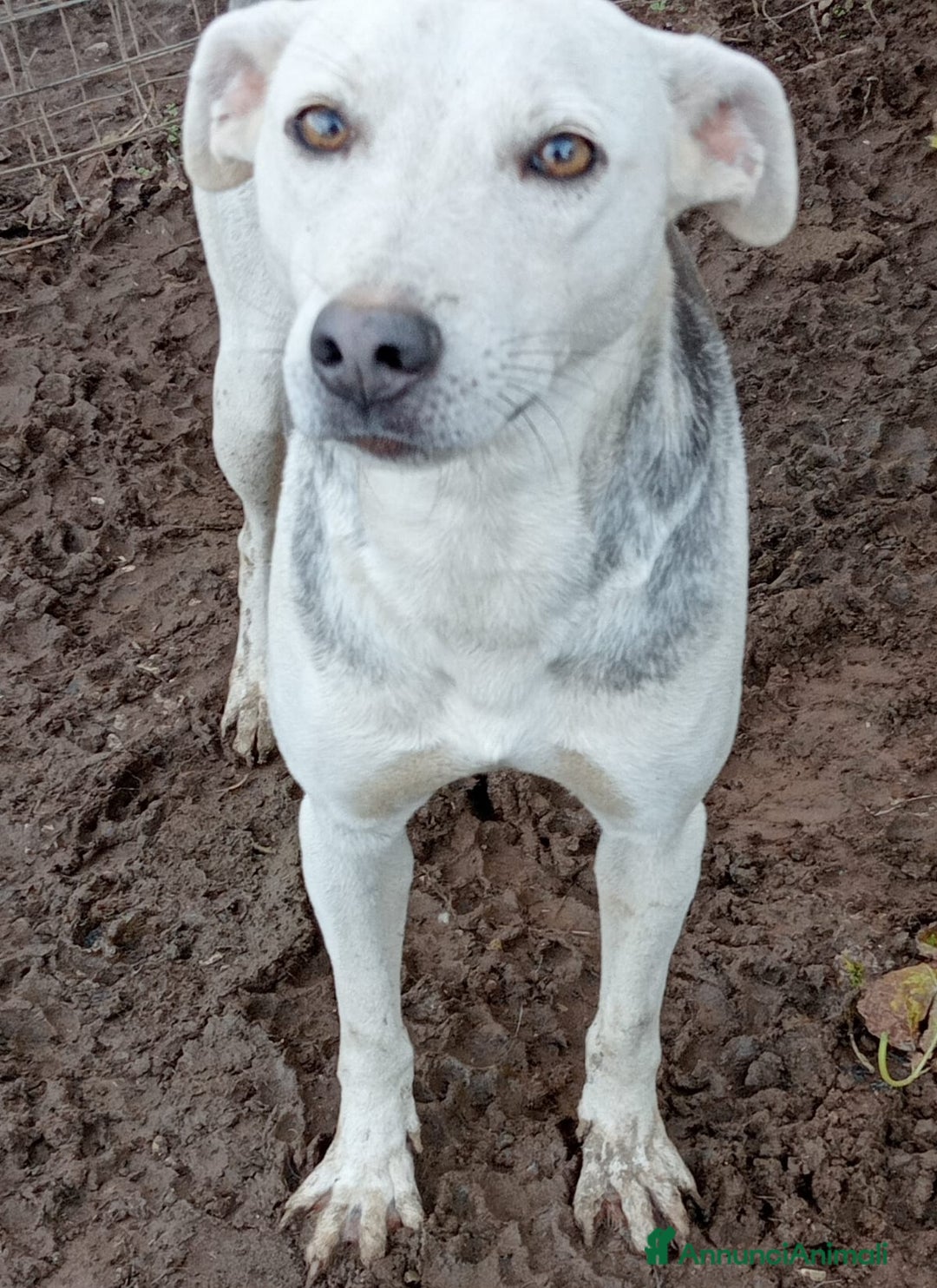 Meticcio cani in regalo: ARIA ASPETTA UNA MAMMA  - Annuncio 1