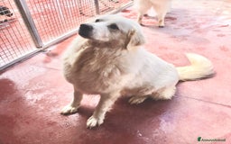 Pastore Maremmano cani in regalo: Splendida coppia di maremmani a Provincia di Viterbo - Immagine 7