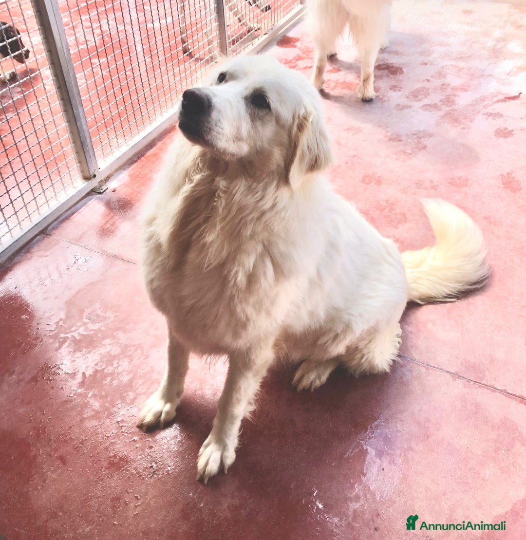 Pastore Maremmano cani in regalo: Splendida coppia di maremmani a Provincia di Viterbo - Immagine 7