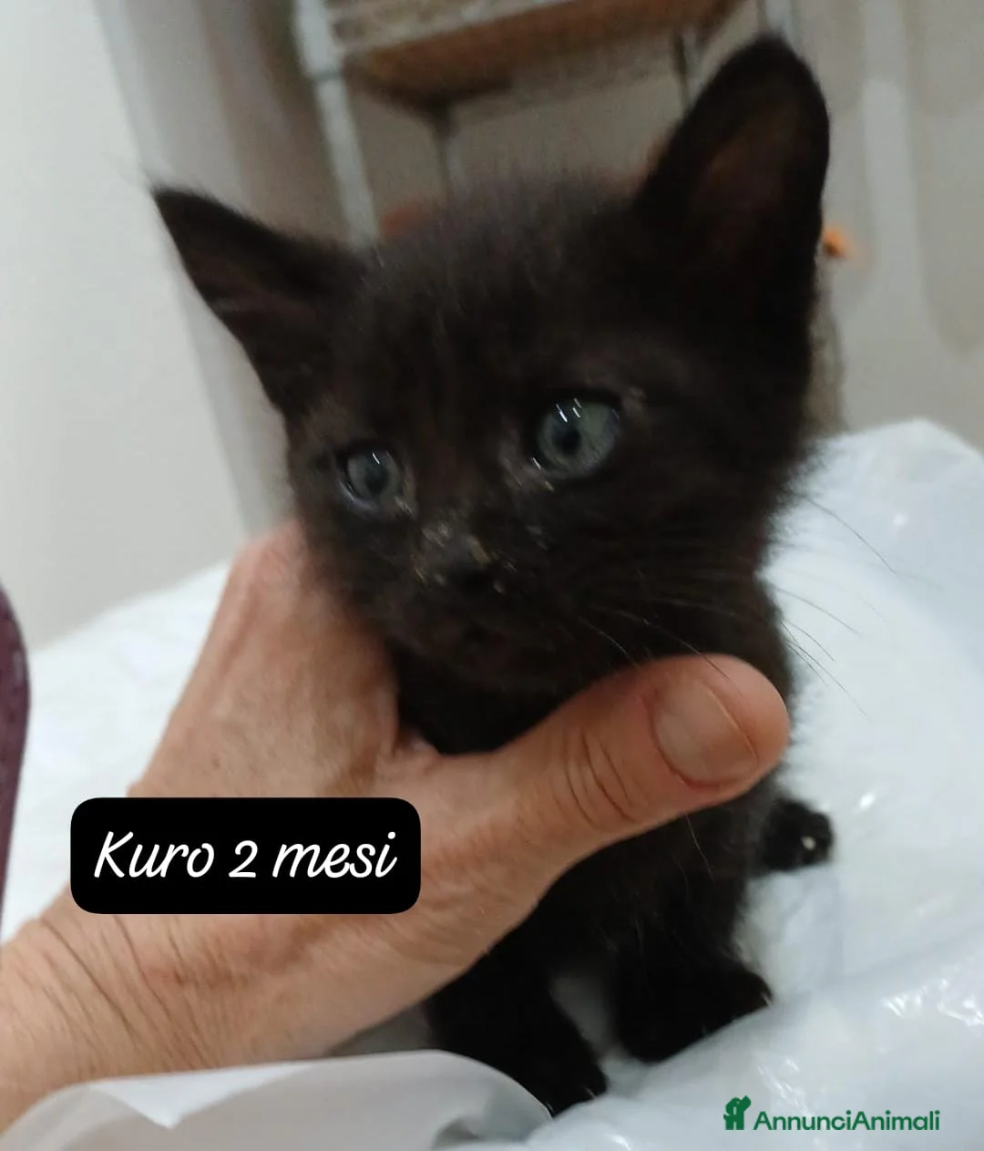 Europeo gatti in regalo: Gattini desiderosi di trovare famiglia  a Provincia di Prato - Annuncio 12