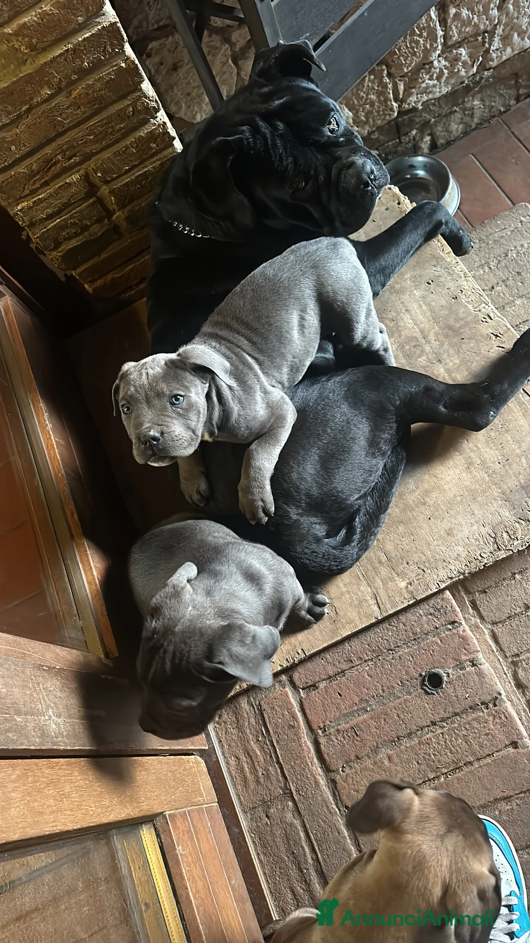 Cane Corso cani in vendita: Cuccioli di Cane Corso - Annuncio 16