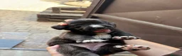 Meticcio cani in regalo: REGALASI CUCCIOLI FUTURA TAGLIA MEDIA a Provincia di Taranto - Annuncio 5