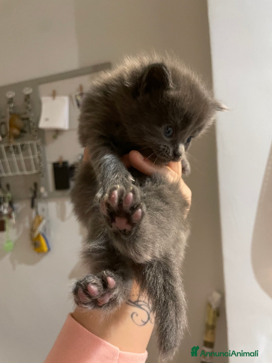 Maine Coon gatti in vendita: Mainecoon - Annuncio 6