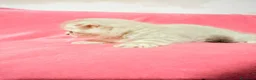 Scottish gatti in vendita: Gattina Scottish Fold - Annuncio 6