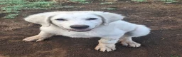 Pastore Abbruzzese Maremmano cani in vendita: Cucciolo di Pastore Maremmano-Abruzzese Maschio - Annuncio 10