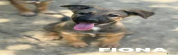 Pastore Belga cani in regalo: 5 splendidi mix PASTORINI BELGA di 3 MESI!  - Annuncio 6