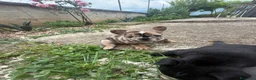 Bulldog Francese cani in vendita: bulldog francese  - Annuncio 5