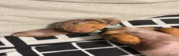 Bassotto Nano cani in vendita: Cucciola di Bassotto Arlecchino Cioccolato fem. - Annuncio 7