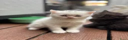 British gatti in vendita: gattini British & Scottish fold - Annuncio 22
