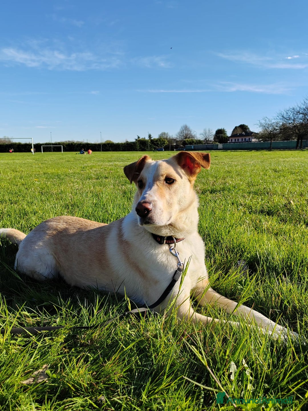 Meticcio cani in regalo: Splendido meticcio - CHARLIE - Annuncio 1