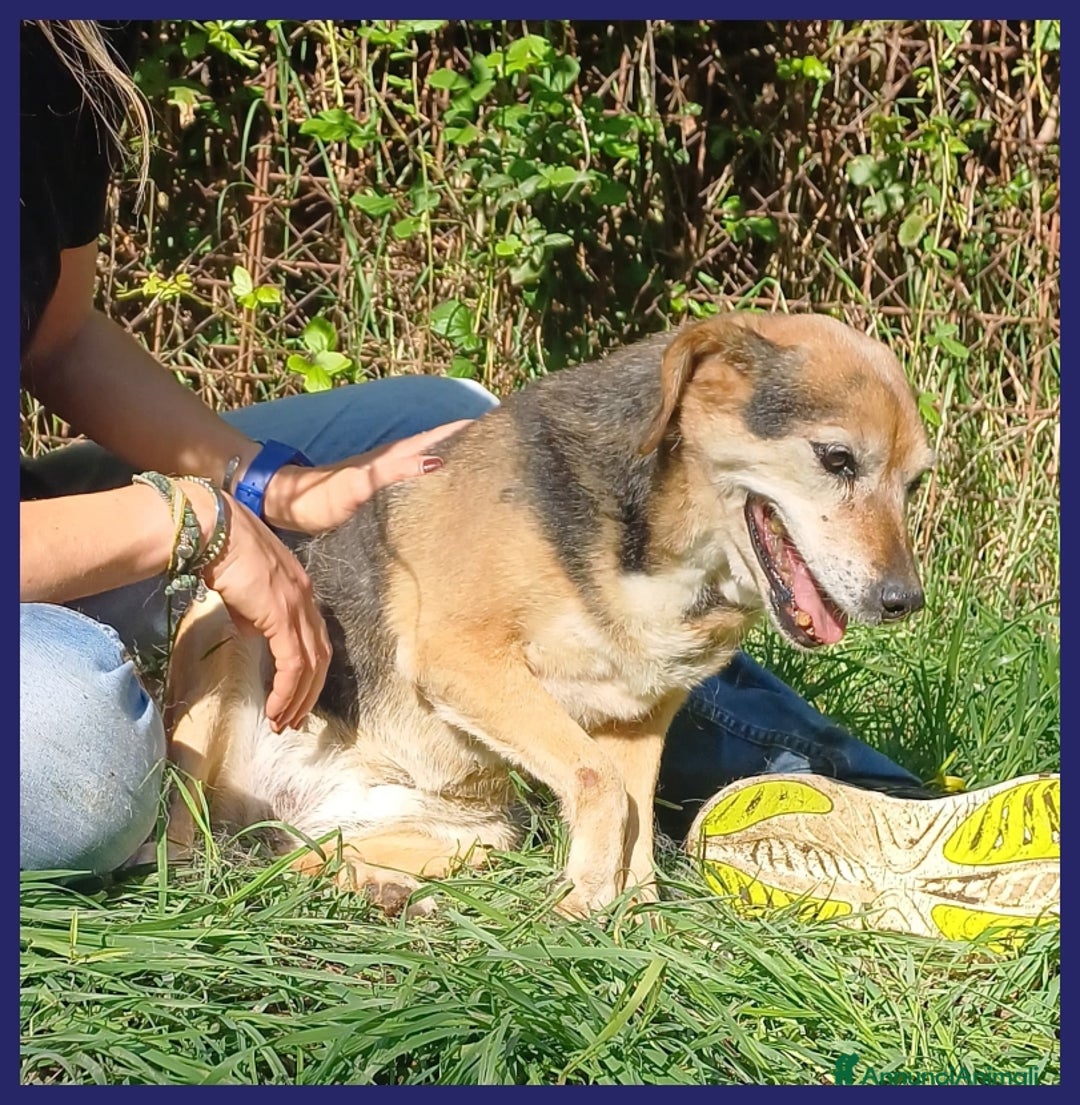 Meticcio cani in regalo: NONNA POLENTA, TUTTA LA VITA IN CANILE, OGGI SOGNA a Città metropolitana di Milano - Annuncio 10