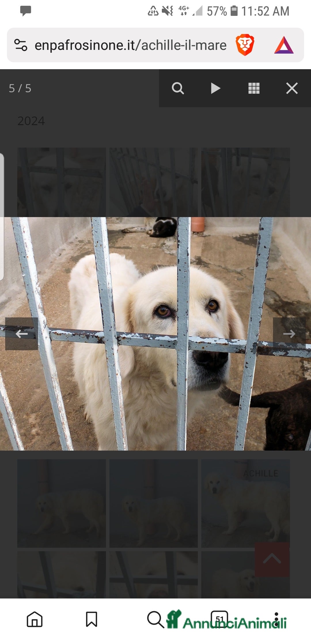 Meticcio cani in regalo: ACHILLE , BELLO SOLENNE E BUONO - Annuncio 5