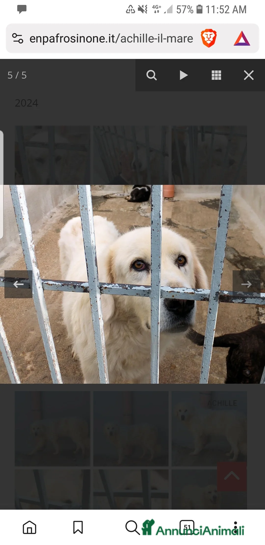 Meticcio cani in regalo: ACHILLE , BELLO SOLENNE E BUONO - Annuncio 5