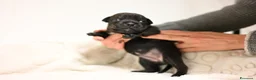 Staffordshire cani in vendita: Cuccioli di Staffordshire Bull Terrier - Annuncio 3