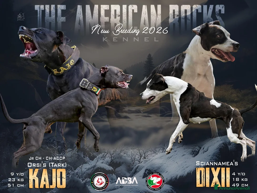 Pitbull cani in vendita: 3 cuccioli MASCHI di Pit Bull in standard ADBA a Provincia di Cremona - Annuncio 1