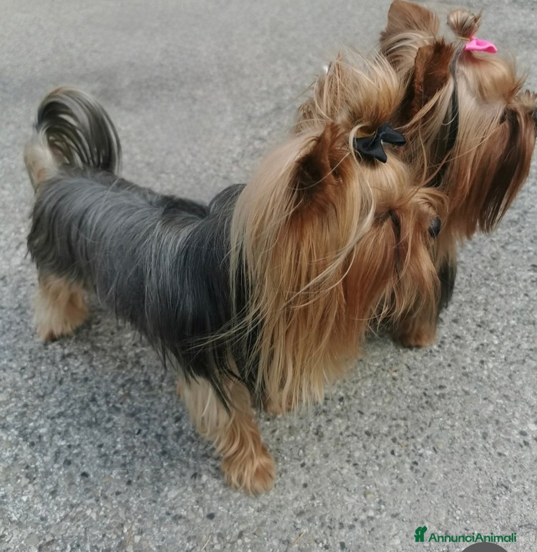 Yorkshire cani in vendita: Yorkshire – Cucciolata Casalinga con Pedigree  - Annuncio 7