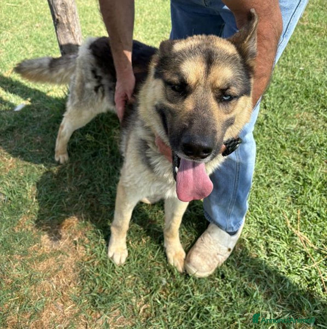 Pastore Tedesco cani in regalo: David Bowie strepitoso pastore tedesco a Provincia di Latina - Immagine 7