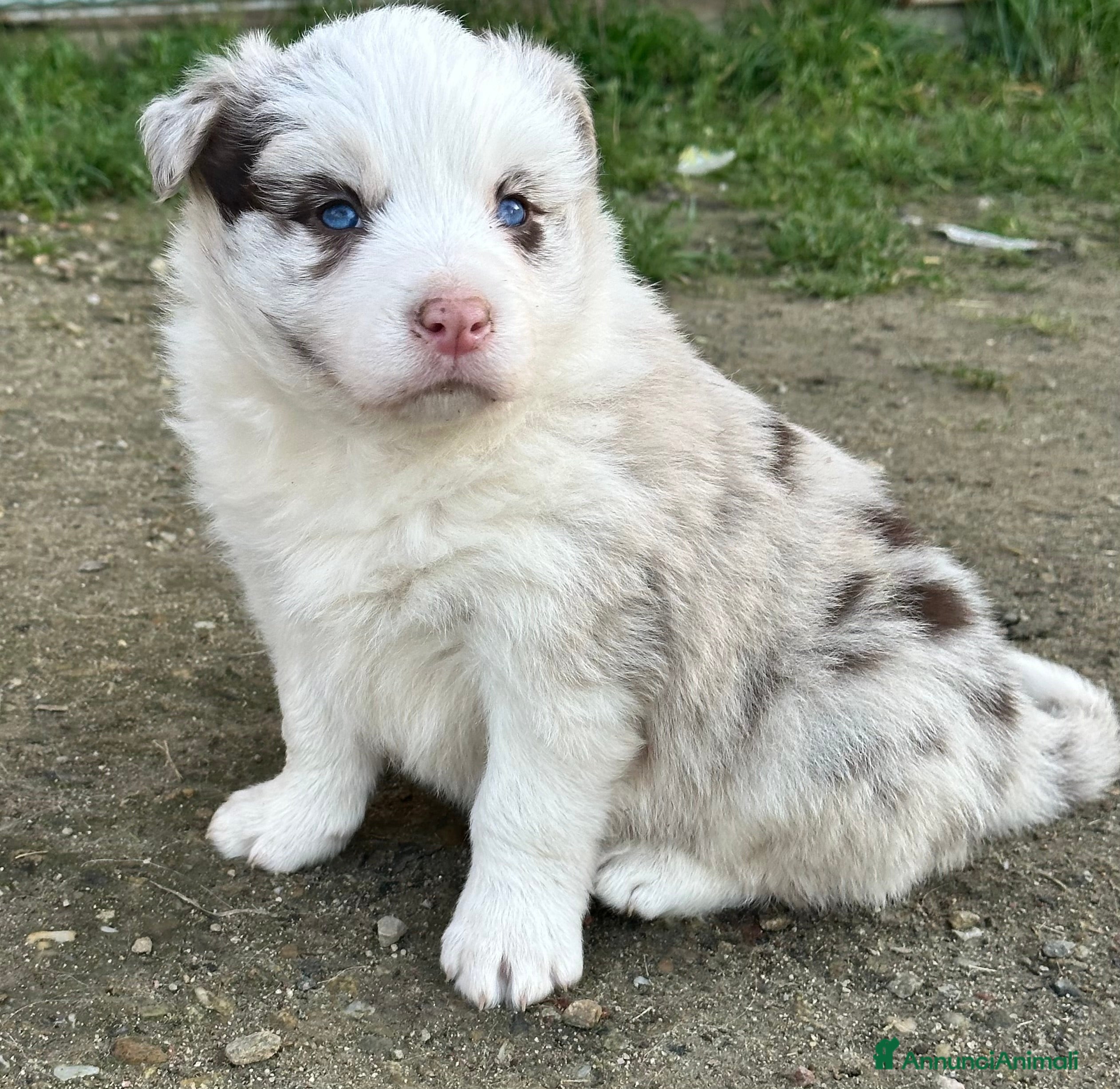 Border Collie cani Border collie con occhi azzurri  - Annuncio 2