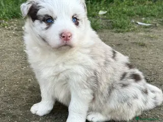 Border Collie cani Border collie con occhi azzurri - Annuncio 2