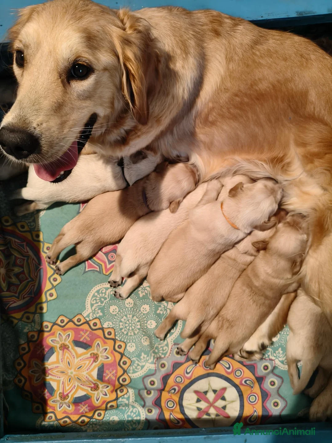 Golden Retriever cani in vendita: Cuccioli Golden Retriever a Provincia di Alessandria - Annuncio 1