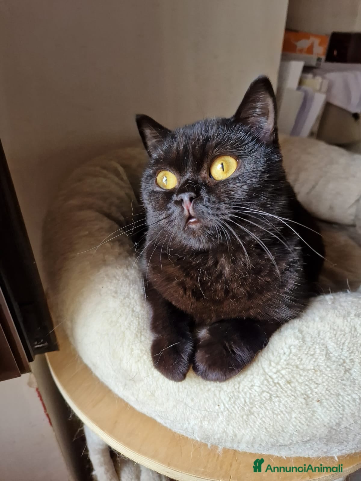 British gatti Cuccioli british disponibili  - Annuncio 2