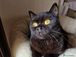 British gatti Cuccioli british disponibili - Annuncio 2