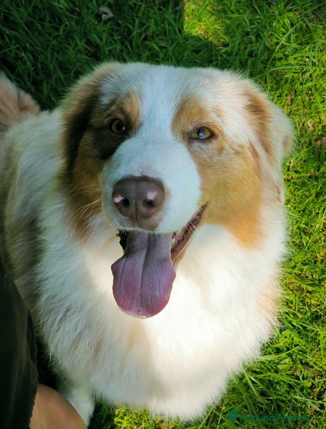 Australian Shepherd cani in vendita: CUCCIOLO DI PASTORE AUSTRALIANO - Annuncio 2
