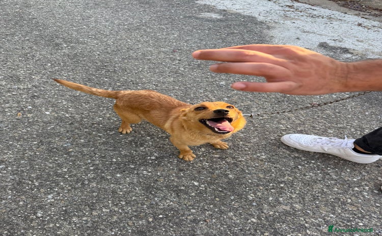Meticcio cani a Città metropolitana di Messina - Annuncio 8