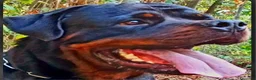 Rottweiler cani in vendita: Disponibili cucciolo Rottweiler - Annuncio 34